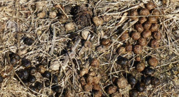 Aplikace králičího hnoje jako hnojiva